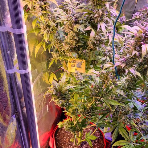 Gorilla Glue 4 growlog timeline photo