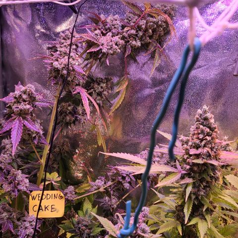 Wedding Cake growlog timeline photo