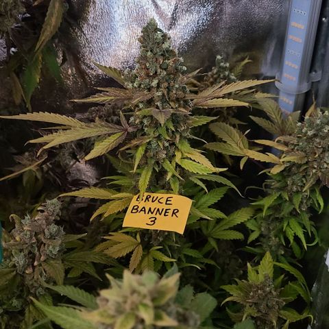 Bruce Banner 3 growlog timeline photo