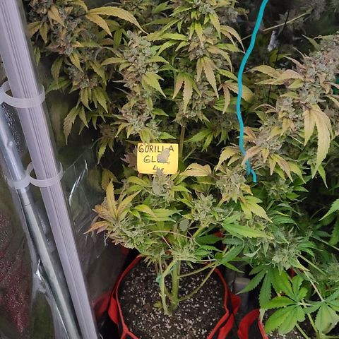 Gorilla Glue 4 growlog timeline photo