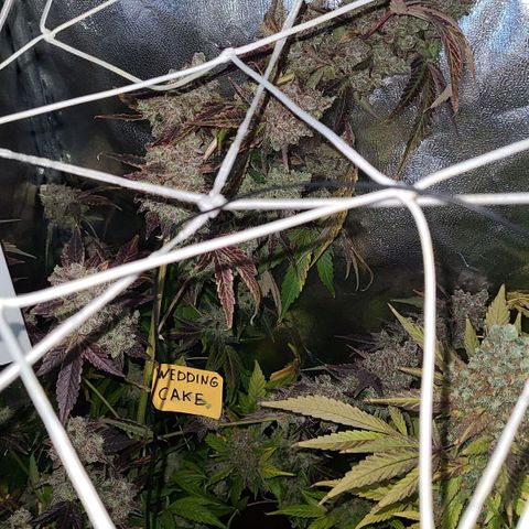 Wedding Cake growlog timeline photo