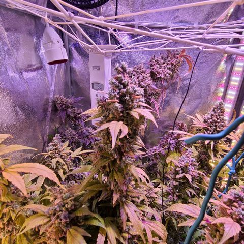 Bruce Banner 3 growlog photo: Перед темнотой