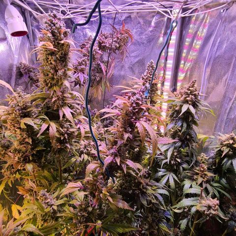 Bruce Banner 3 growlog photo: Перед темнотой