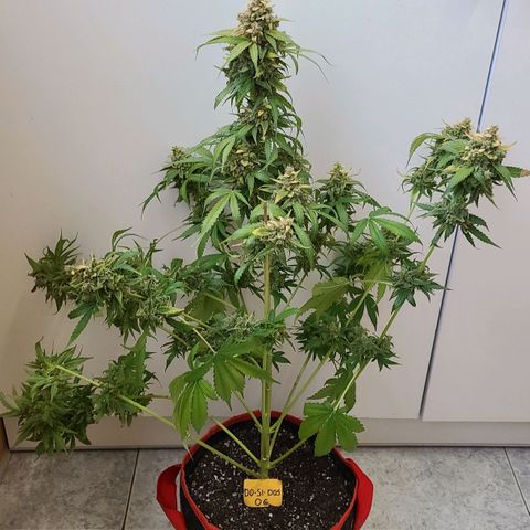 Bruce Banner 3 growlog photo: Харвест