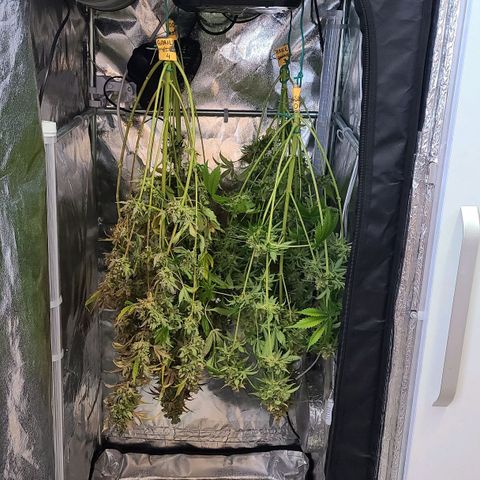 Bruce Banner 3 growlog photo: Харвест