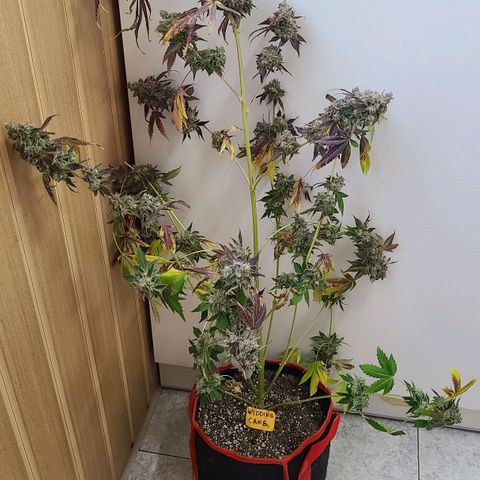 Bruce Banner 3 growlog photo: Харвест