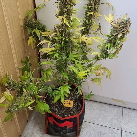 Bruce Banner 3 growlog photo: Харвест