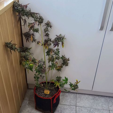 Bruce Banner 3 growlog photo: Харвест