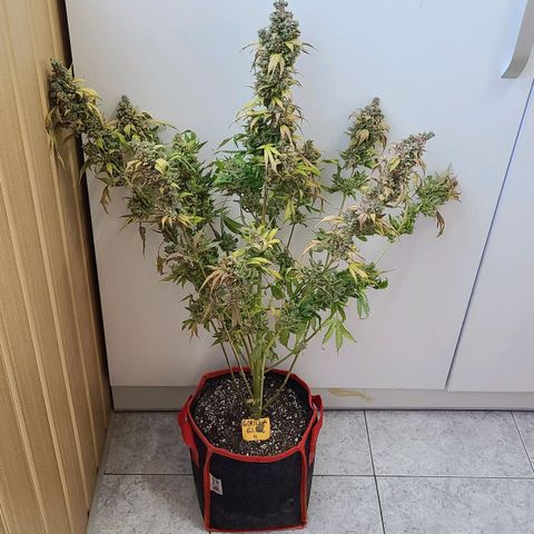 Bruce Banner 3 growlog photo: Харвест