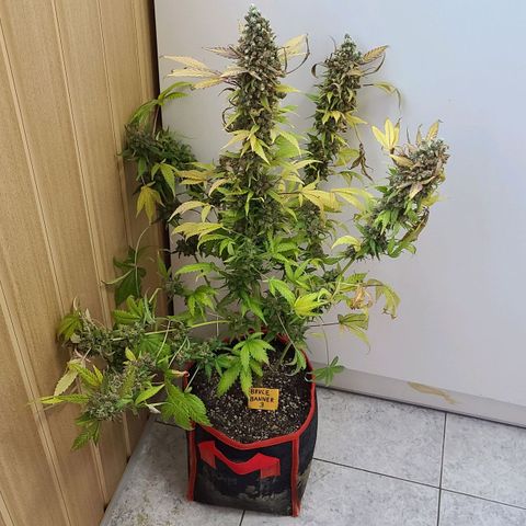 Bruce Banner 3 growlog photo: Харвест