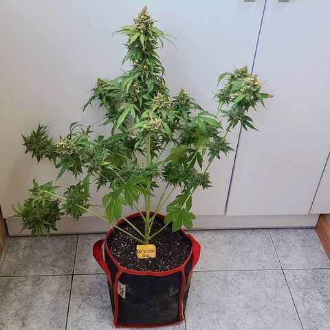 Bruce Banner 3 growlog photo: Харвест