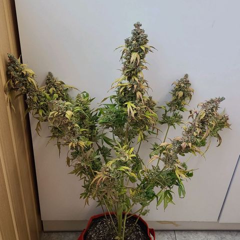 Bruce Banner 3 growlog photo: Харвест