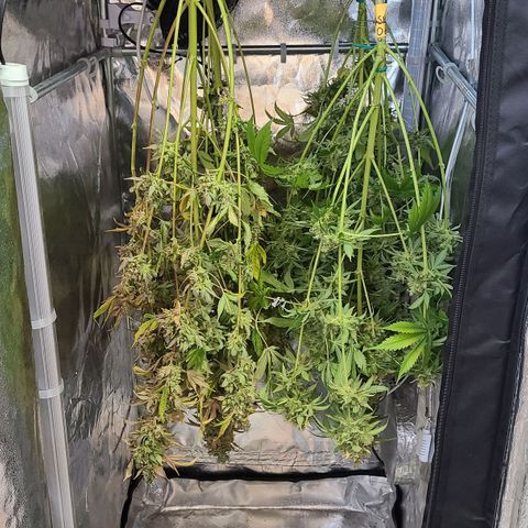 Bruce Banner 3 growlog photo: Харвест