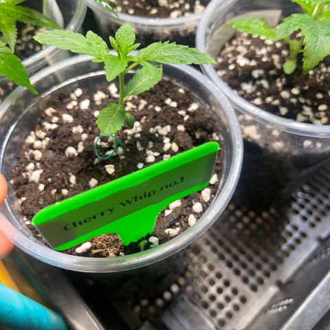 Cherry Whip growlog photo: วันที่ 12 นับจากเมล็ดงอก