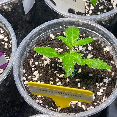 Cherry Whip growlog photo: วันที่ 12 นับจากเมล็ดงอก