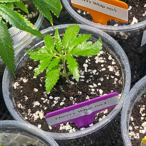 Cherry Whip growlog photo: วันที่ 12 นับจากเมล็ดงอก