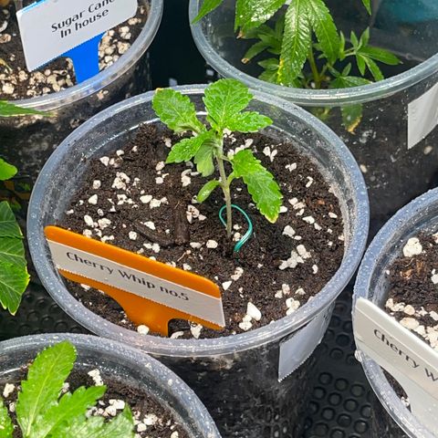 Cherry Whip growlog photo: วันที่ 12 นับจากเมล็ดงอก