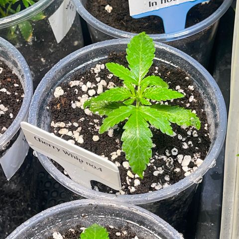Cherry Whip growlog photo: วันที่ 12 นับจากเมล็ดงอก