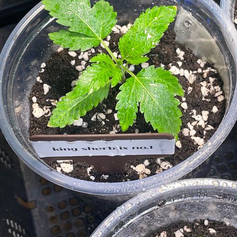 Cherry Whip growlog photo: วันที่ 12 นับจากเมล็ดงอก