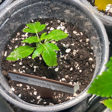 Cherry Whip growlog photo: วันที่ 12 นับจากเมล็ดงอก