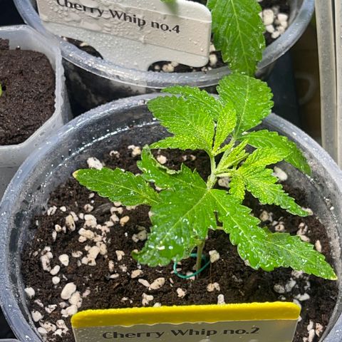 Cherry Whip growlog photo: อัพเดท