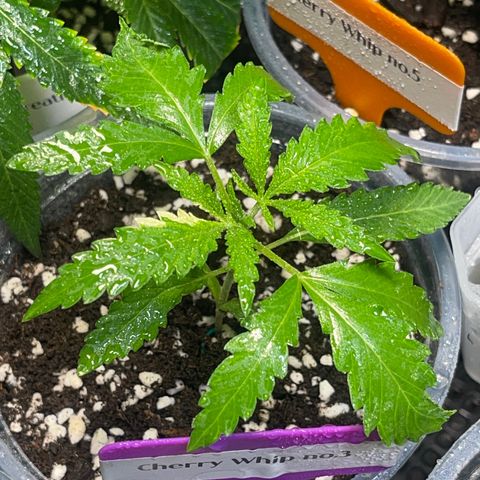 Cherry Whip growlog photo: อัพเดท