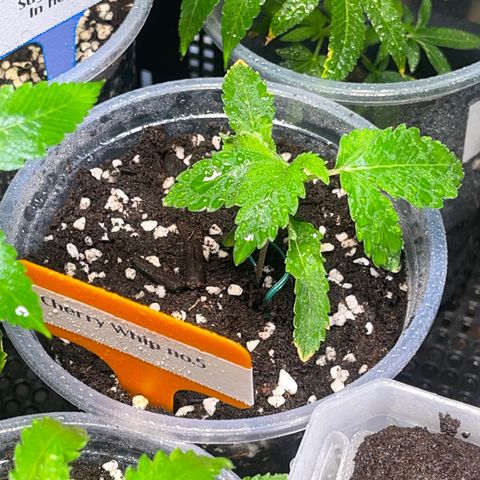 Cherry Whip growlog photo: อัพเดท