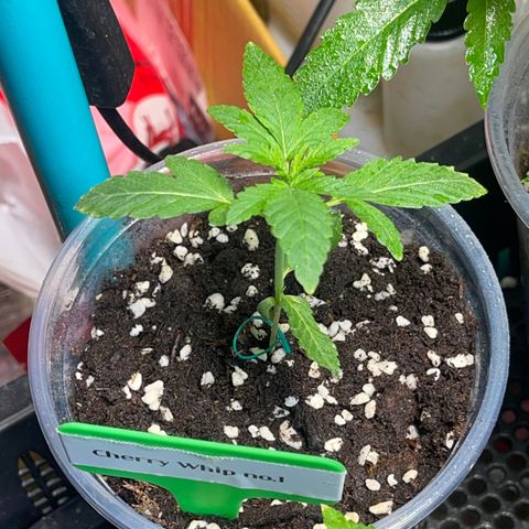 Cherry Whip growlog photo: อัพเดท
