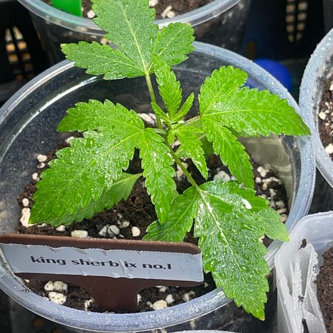 Cherry Whip growlog photo: อัพเดท