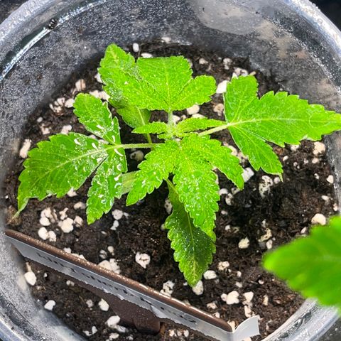 Cherry Whip growlog photo: อัพเดท