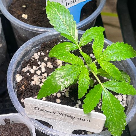 Cherry Whip growlog photo: อัพเดท