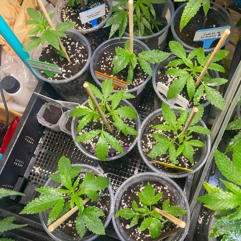 Cherry Whip growlog timeline photo