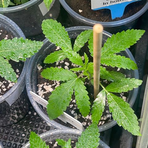 Cherry Whip growlog timeline photo