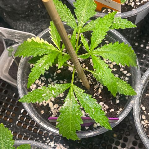Cherry Whip growlog timeline photo