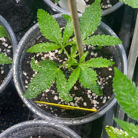 Cherry Whip growlog timeline photo