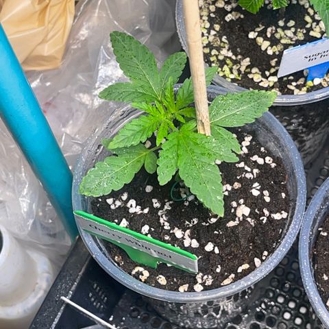Cherry Whip growlog timeline photo