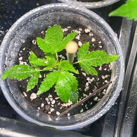 Cherry Whip growlog timeline photo