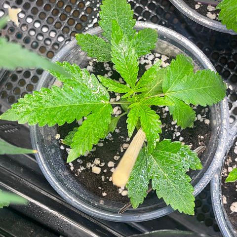 Cherry Whip growlog timeline photo