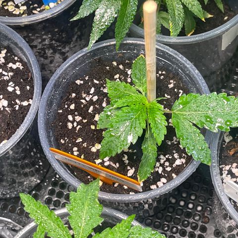 Cherry Whip growlog timeline photo