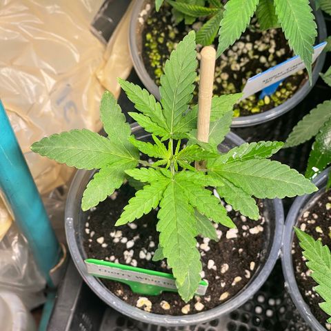 Cherry Whip growlog timeline photo