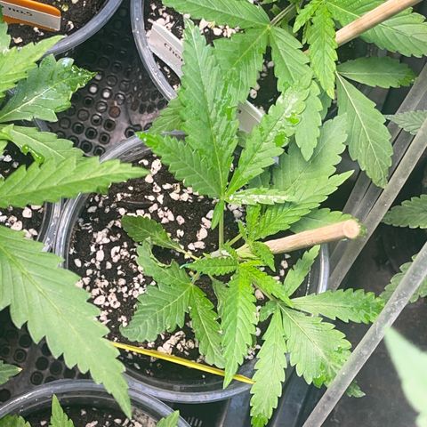 Cherry Whip growlog timeline photo