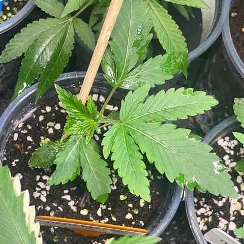 Cherry Whip growlog timeline photo