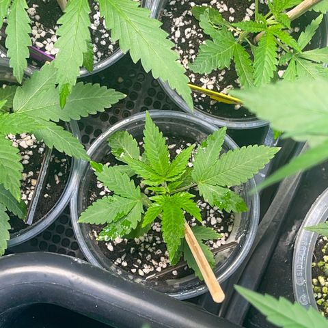 Cherry Whip growlog timeline photo