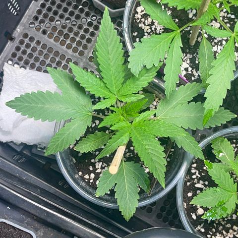 Cherry Whip growlog timeline photo