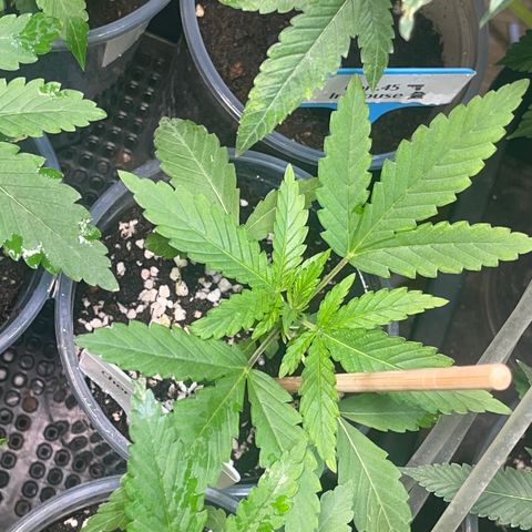Cherry Whip growlog timeline photo