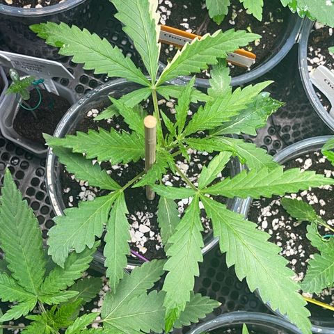 Cherry Whip growlog timeline photo
