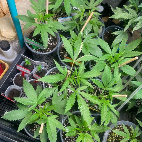 Cherry Whip growlog timeline photo