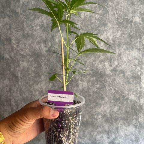 Cherry Whip growlog timeline photo