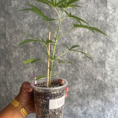 Cherry Whip growlog timeline photo