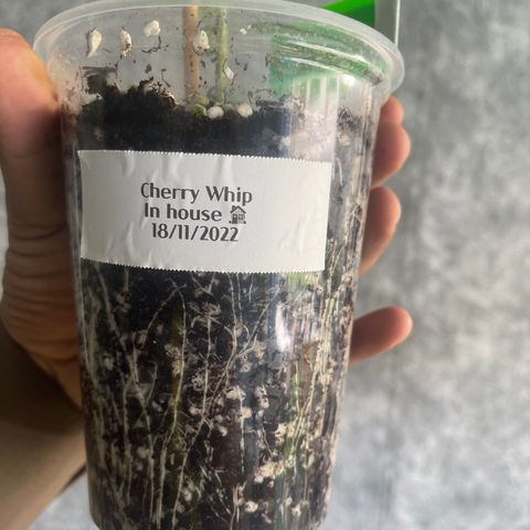 Cherry Whip growlog timeline photo